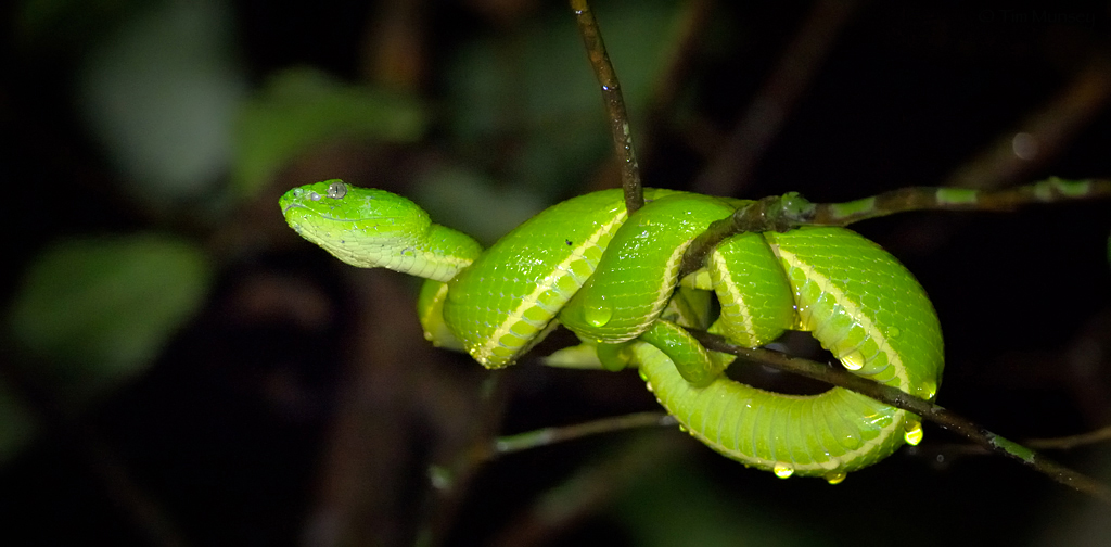 Striped Palm Pit Viper